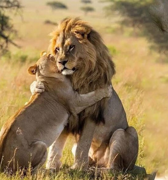 Tanzania Safari 3 Days