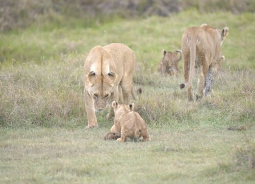 Unforgettable 7 Days Tanzania Safari