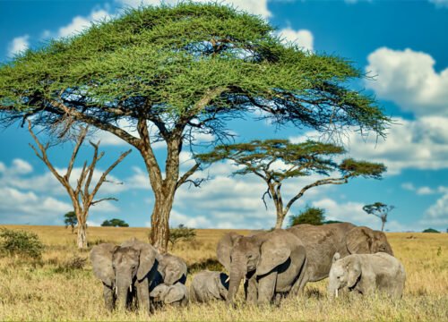 Tanzania Safari 5 Days