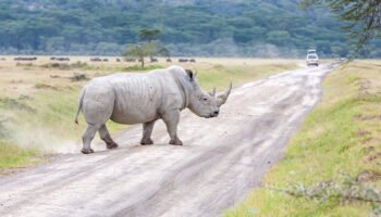 Tanzania Safari 6 Days