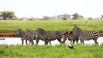 Tanzania Safari 4 Days