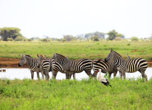 Tanzania Safari 4 Days