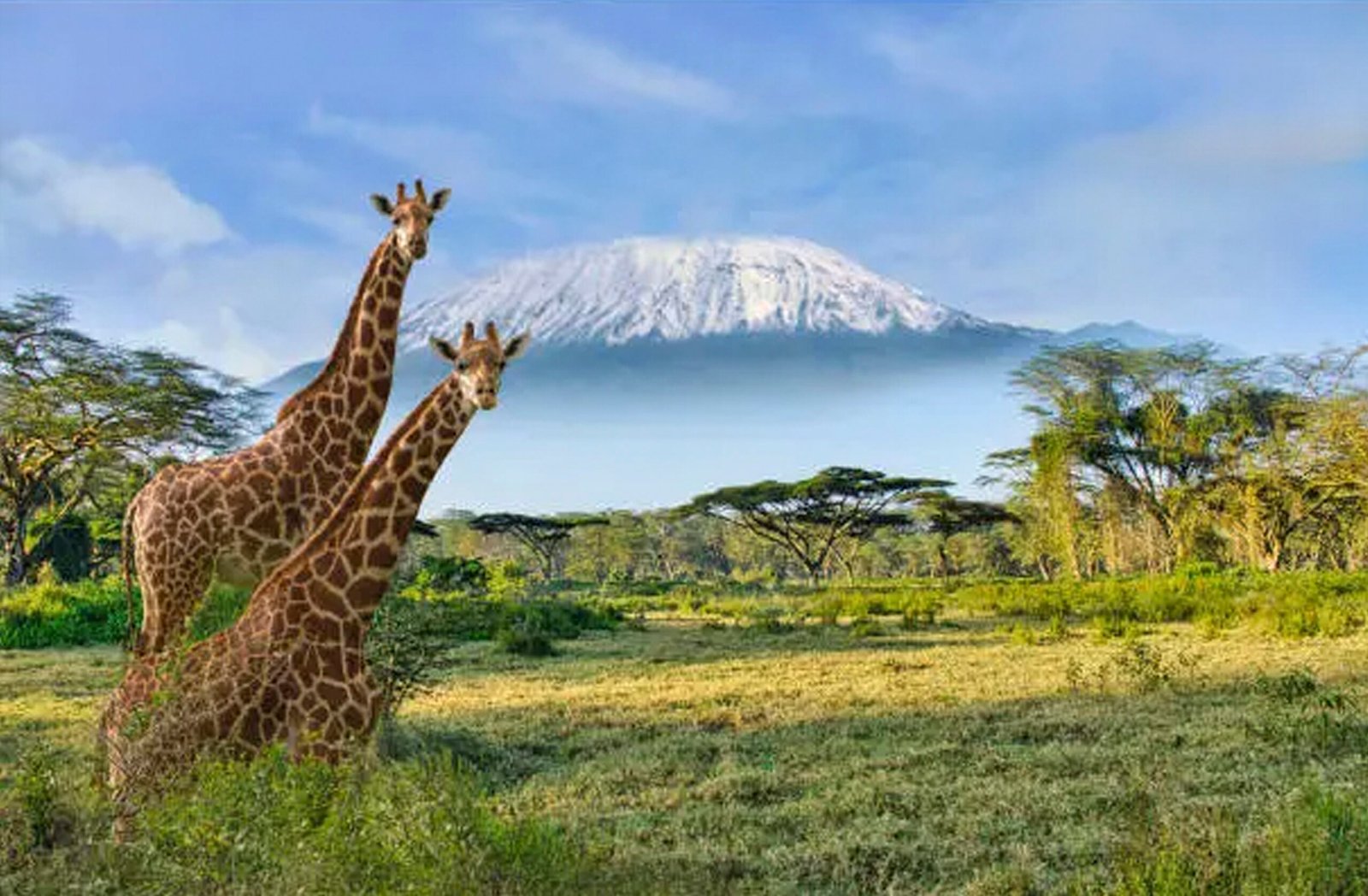 Kilimanjaro